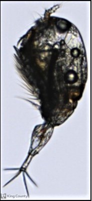 Photo of Ditrichocorycaeus anglicus